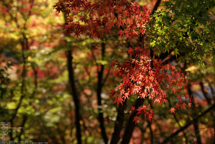 2010_信貴山・紅葉_29.jpg