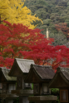 2010_信貴山・紅葉_5.jpg