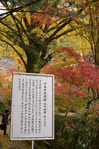 2010_信貴山・紅葉_7.jpg