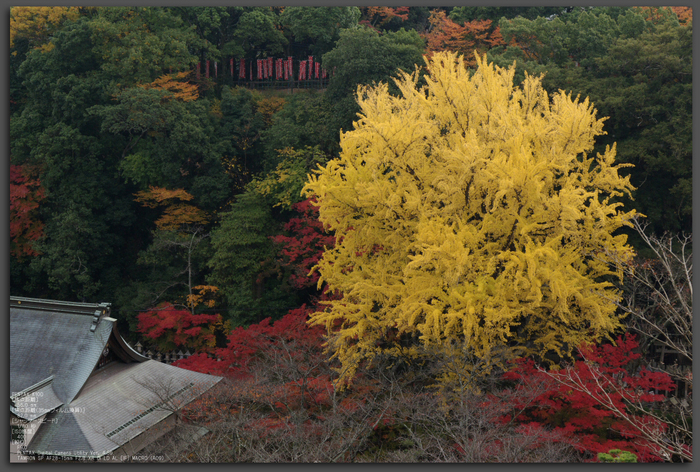 2010_信貴山・紅葉_top2.jpg