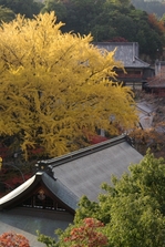 2010_信貴山・紅葉_top3.jpg