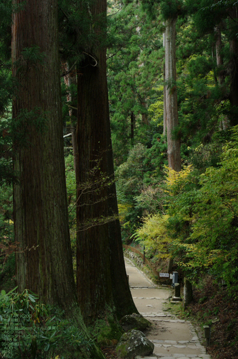 2010_室生寺・紅葉_14.jpg