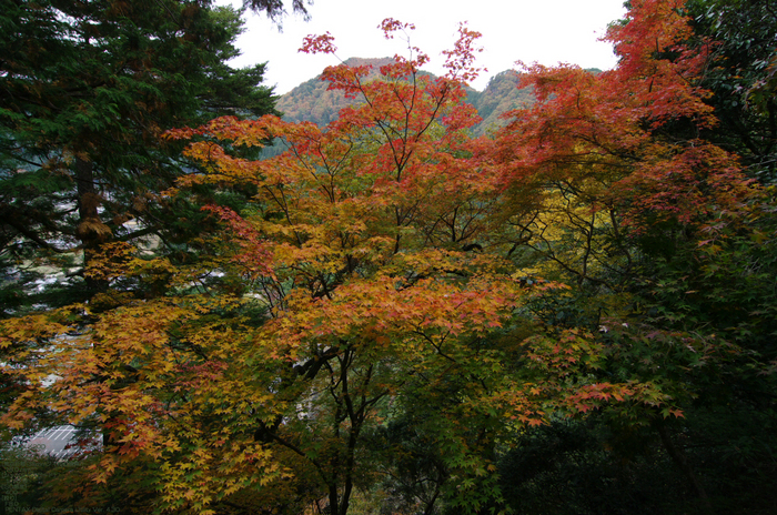 2010_室生寺・紅葉_17.jpg