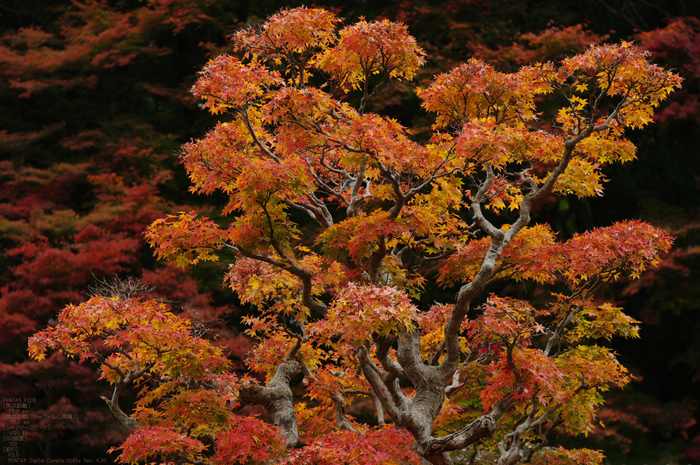 2010_室生寺・紅葉_26.jpg