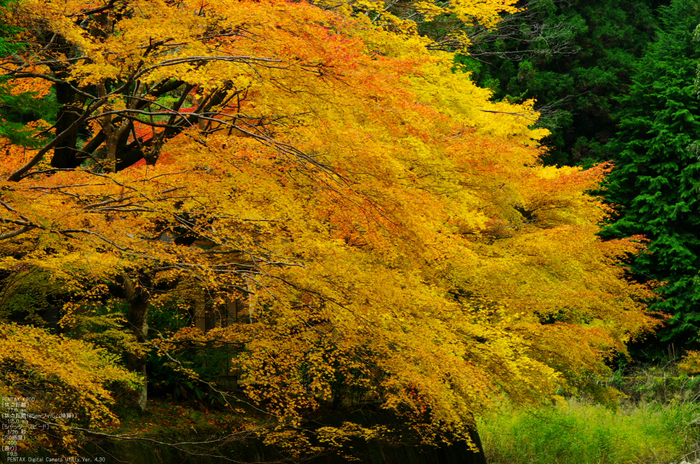 2010_室生寺・紅葉_29.jpg