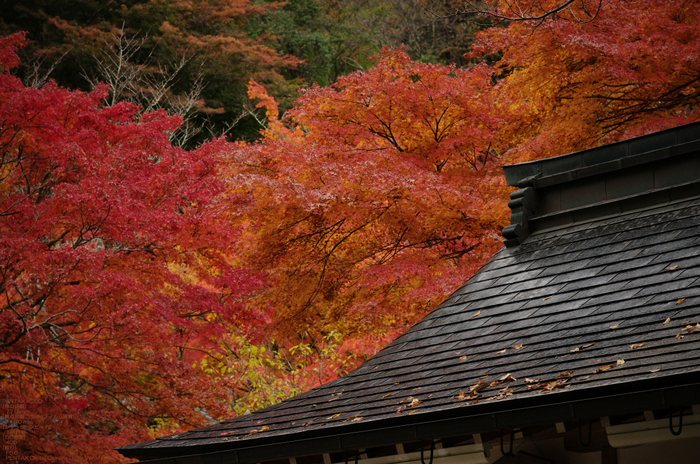 2010_室生寺・紅葉_4.jpg