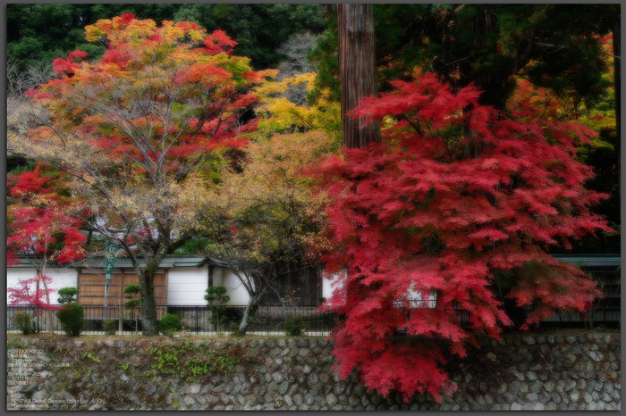 2010_室生寺・紅葉_top1.jpg