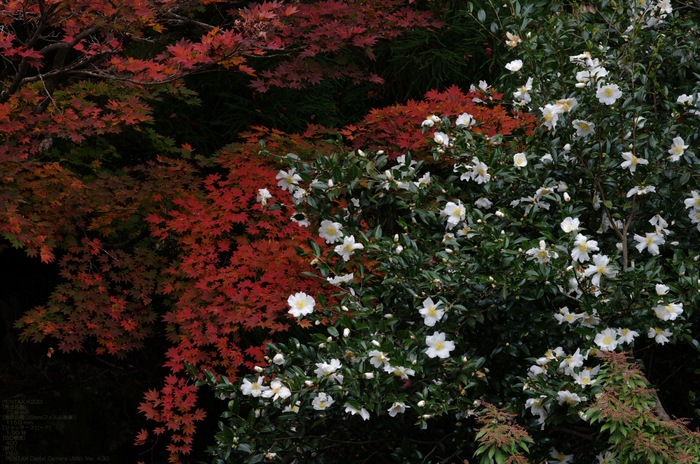 2010_常照皇寺・紅葉_16.jpg