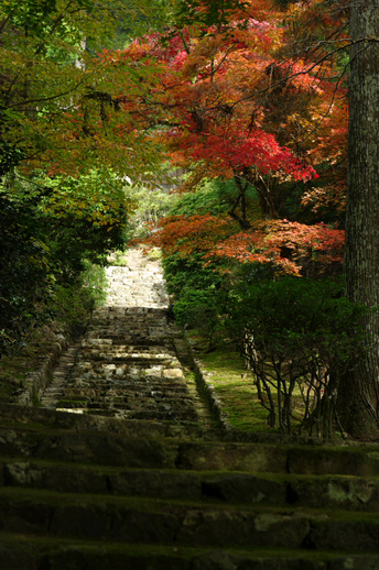 2010_常照皇寺・紅葉_26.jpg