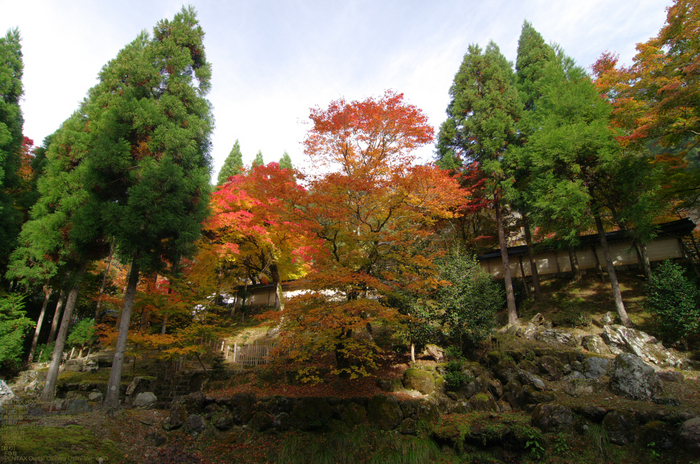 2010_常照皇寺・紅葉_4.jpg