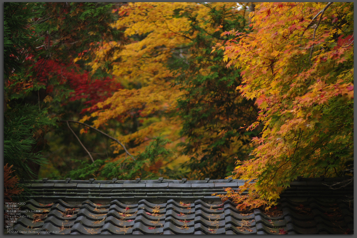 2010_常照皇寺・紅葉_top1.jpg