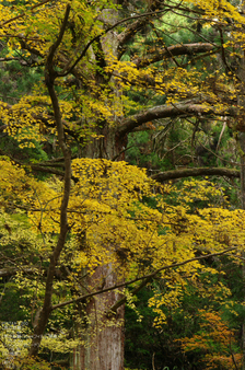 2010_投石の滝・紅葉_6.jpg