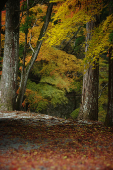 2010_投石の滝・紅葉_8.jpg