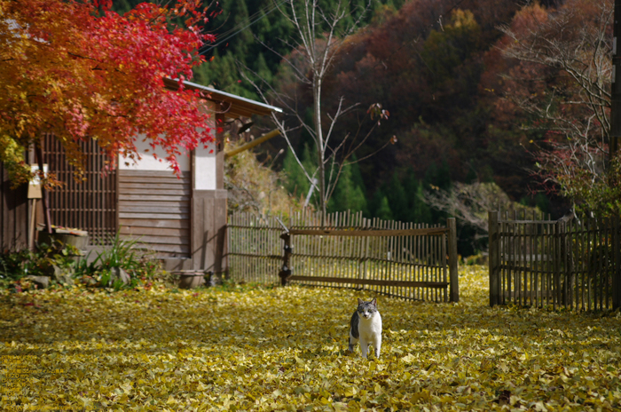 2010_月うさぎ・紅葉_2.jpg