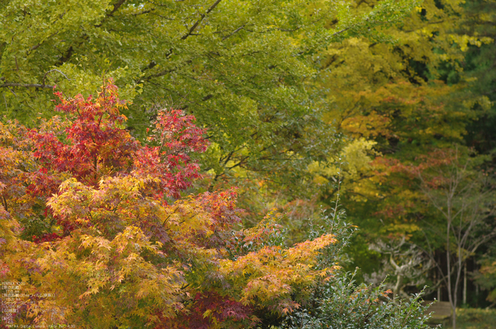 2010_月うさぎ・紅葉_4.jpg