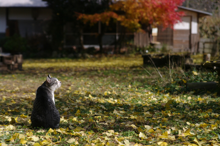 2010_月うさぎ・紅葉_4_3.jpg