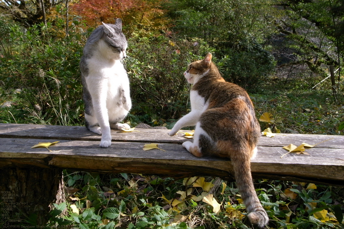 2010_月うさぎ・紅葉_9_2.jpg