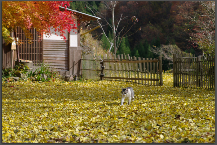 2010_月うさぎ・紅葉_top.jpg