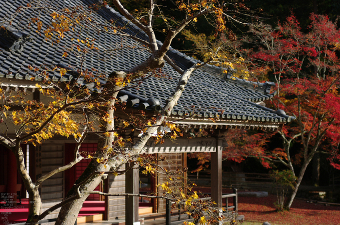 2010_正暦寺・紅葉_4.jpg