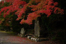 2010_神護寺紅葉_12.jpg