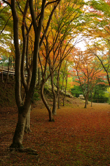 2010_神護寺紅葉_22.jpg