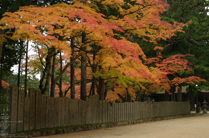 2010_高野山紅葉_15.jpg