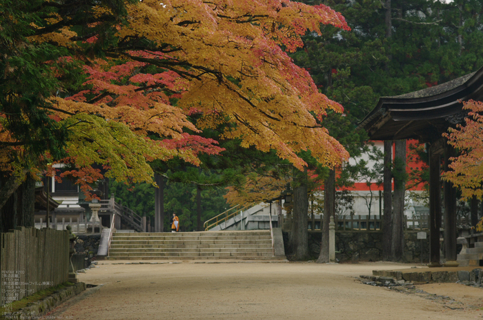 2010_高野山紅葉_16.jpg