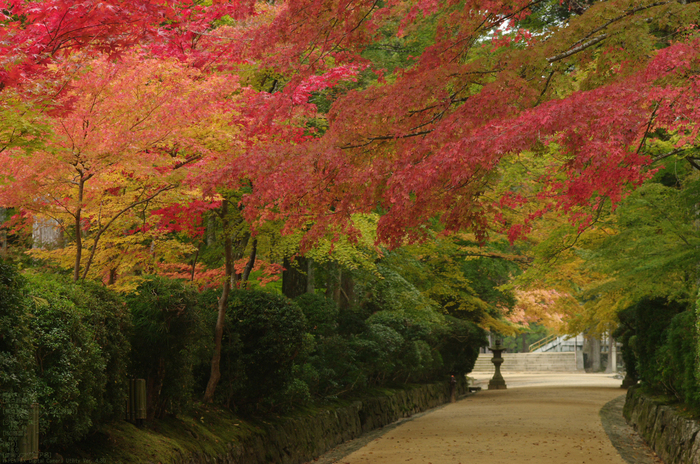 2010_高野山紅葉_19.jpg