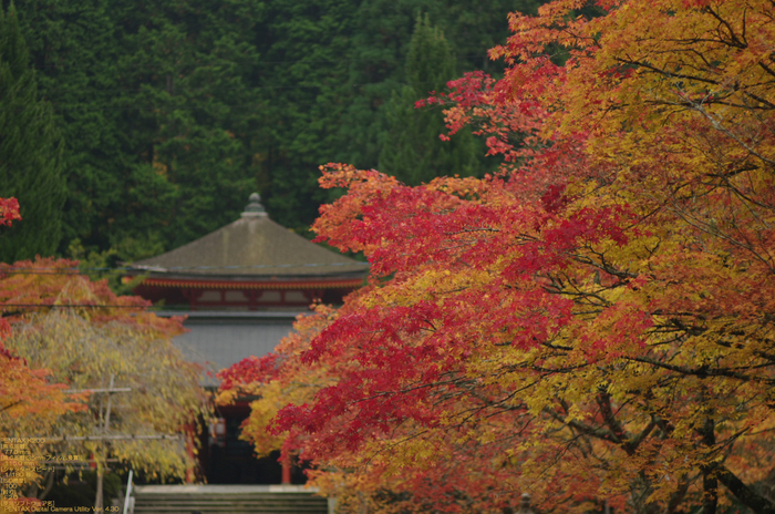 2010_高野山紅葉_39.jpg