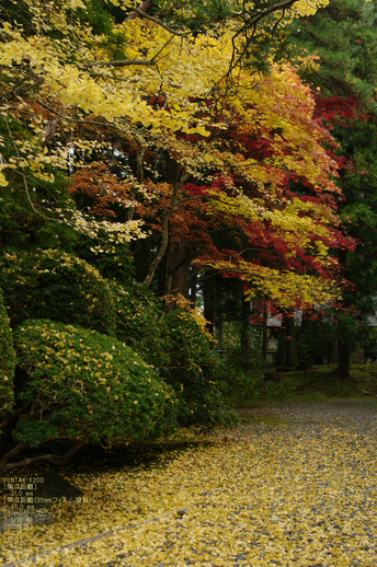 2010_高野山紅葉_4.jpg