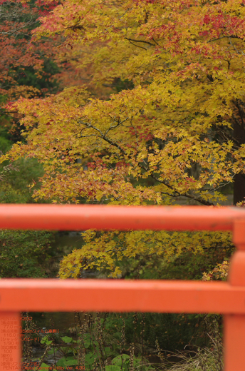 2010_高野山紅葉_41.jpg