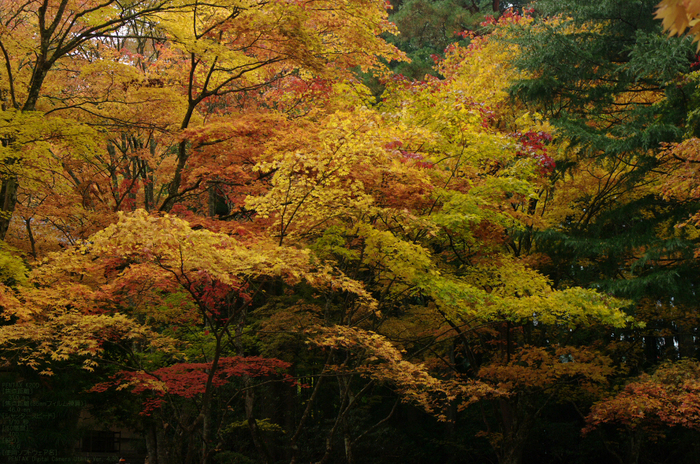 2010_高野山紅葉_6.jpg