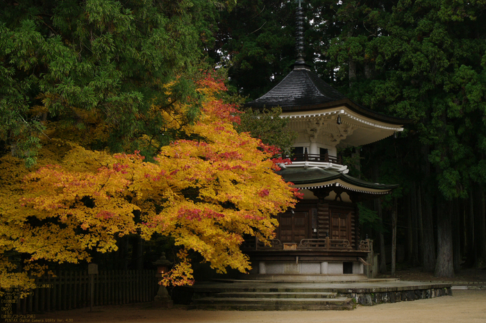 2010_高野山紅葉_8.jpg