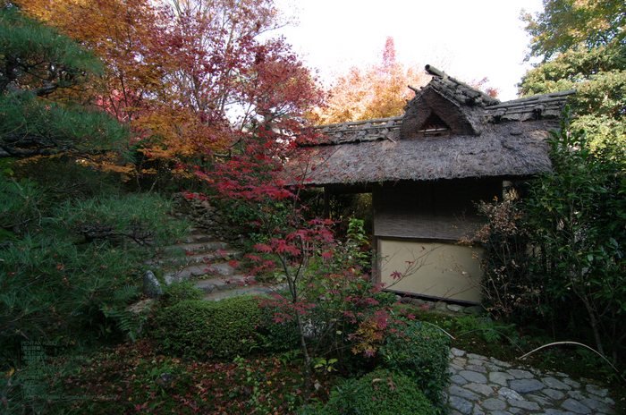 2010_厭離庵・紅葉_2.jpg