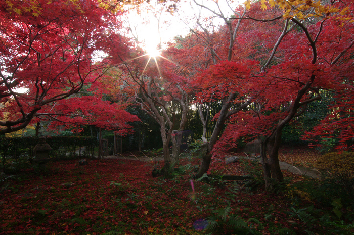 2010_厭離庵・紅葉_4.jpg