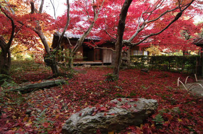 2010_厭離庵・紅葉_5.jpg