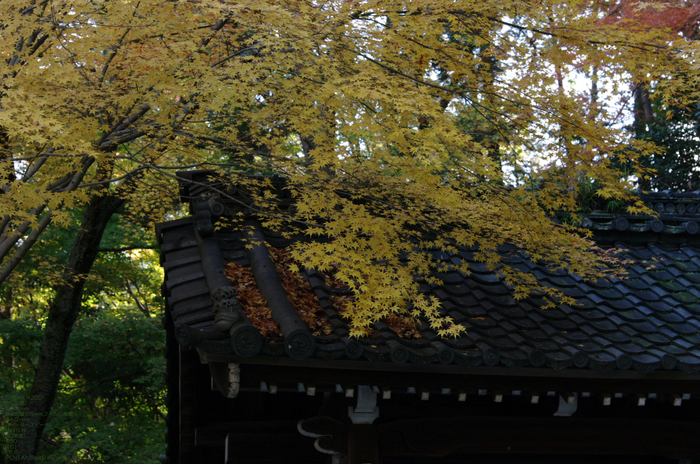 2010_善能寺・紅葉_2.jpg