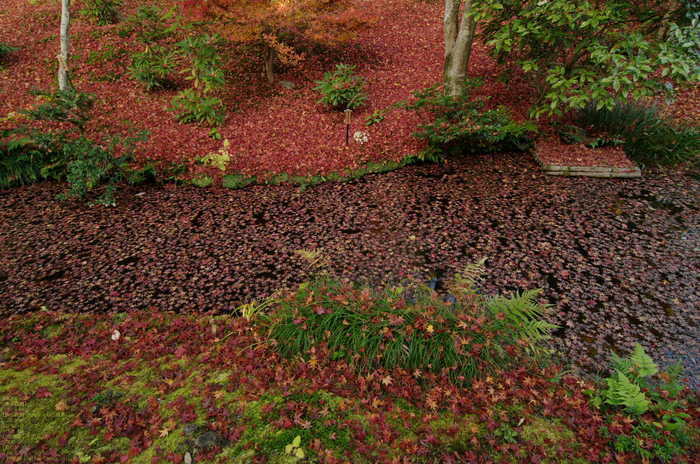 2010_天龍寺・紅葉_10.jpg