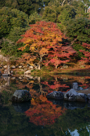 2010_天龍寺・紅葉_4.jpg