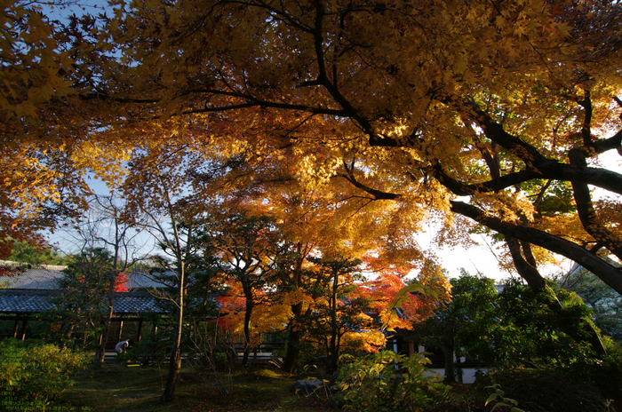 2010_天龍寺・紅葉_7.jpg