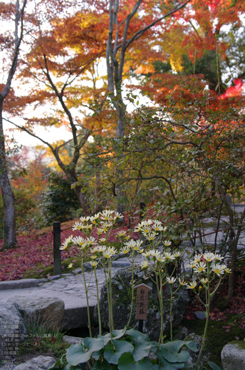 2010_天龍寺・紅葉_8.jpg