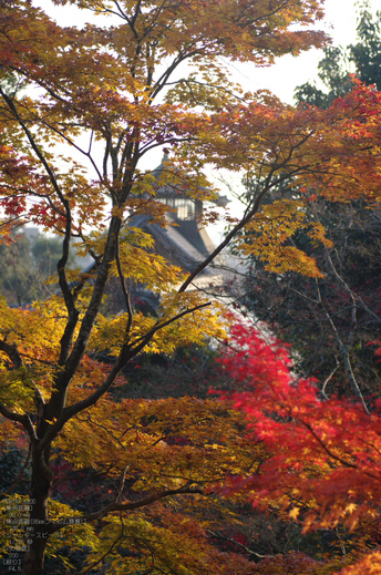 2010_天龍寺・紅葉_9.jpg