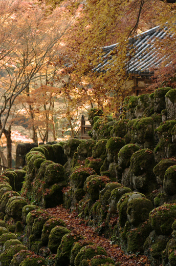 2010_愛宕念仏寺・紅葉_10.jpg