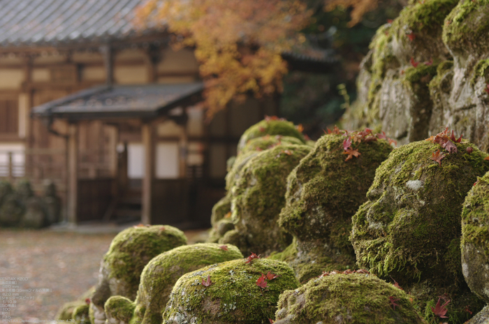 2010_愛宕念仏寺・紅葉_4.jpg