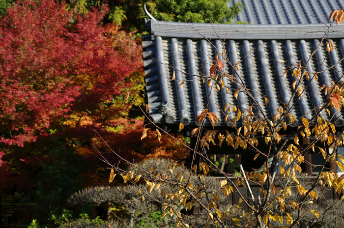 2010_雲龍院・紅葉_13.jpg