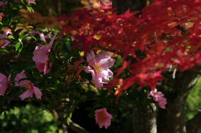 2010_雲龍院・紅葉_16.jpg