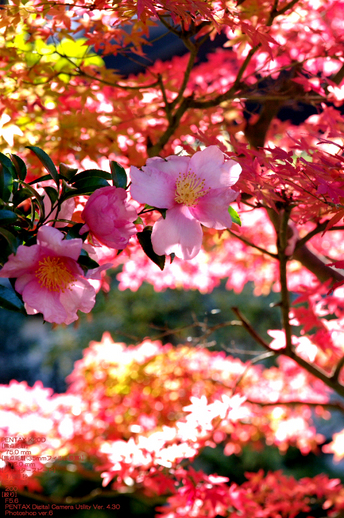 2010_雲龍院・紅葉_17.jpg