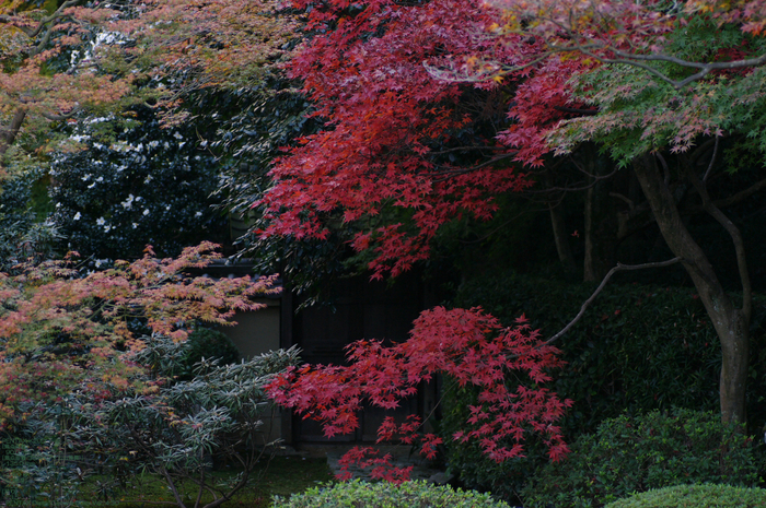 2010_雲龍院・紅葉_5.jpg