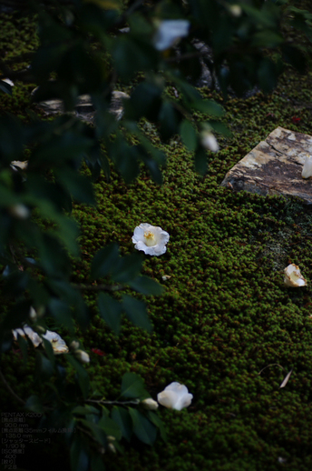 2010_雲龍院・紅葉_6.jpg