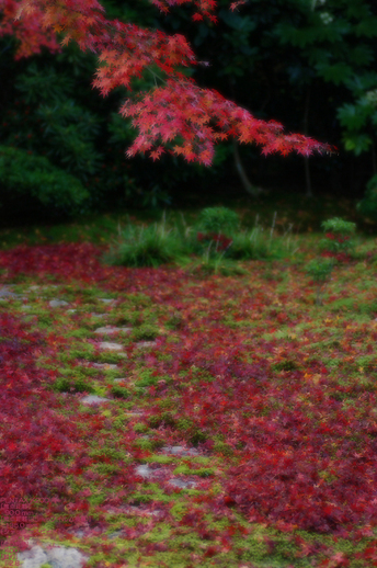 2010_雲龍院・紅葉_7.jpg